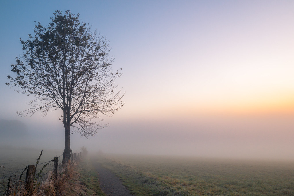 A single tree beside a quiet path fading into soft morning mist, the sky beginning to warm at the horizon.